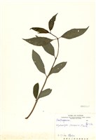 藏品(華八仙)的圖片